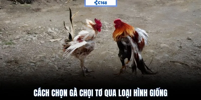 Cách chọn gà chọi tơ khoẻ mạnh qua ngoại hình