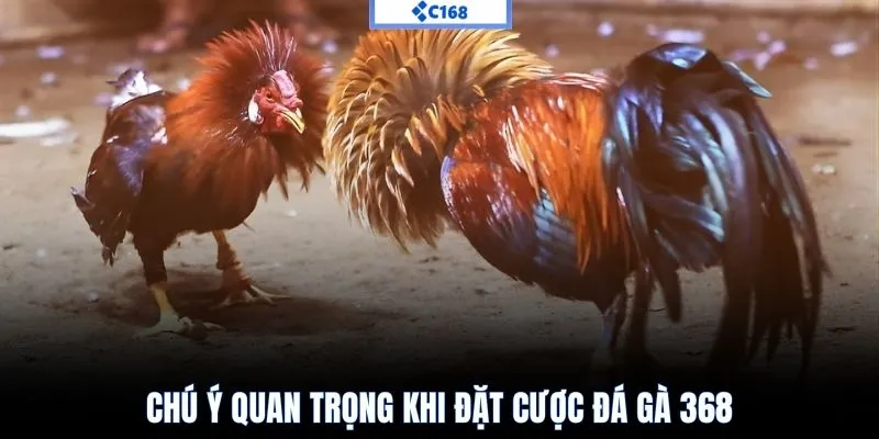 Chú ý quan trọng khi đặt cược đá gà 368
