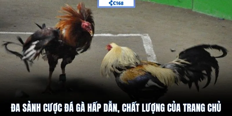 Đa sảnh cược đá gà hấp dẫn, chất lượng của trang chủ