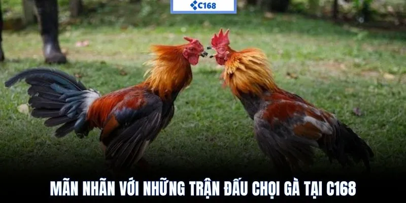 Mãn nhãn với những trận đấu chọi gà tại C168