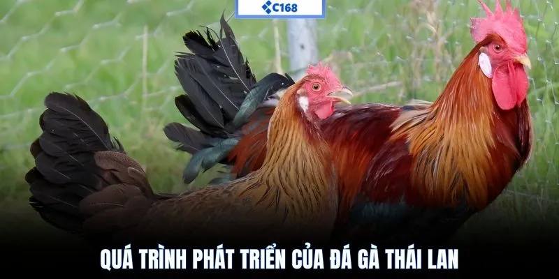 Quá trình phát triển của đá gà thái lan