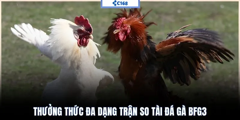 Thưởng thức đa dạng trận so tài đá gà bfg3